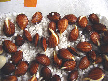 How to Germinate Peach Pit  