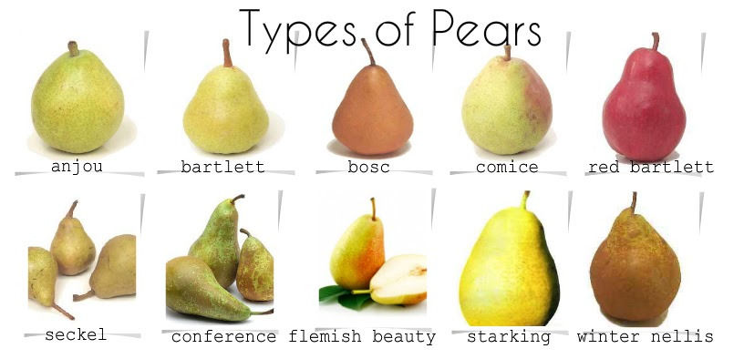 https://www.phillyorchards.org/wp-content/uploads/2015/09/types-of-pears-1.jpg