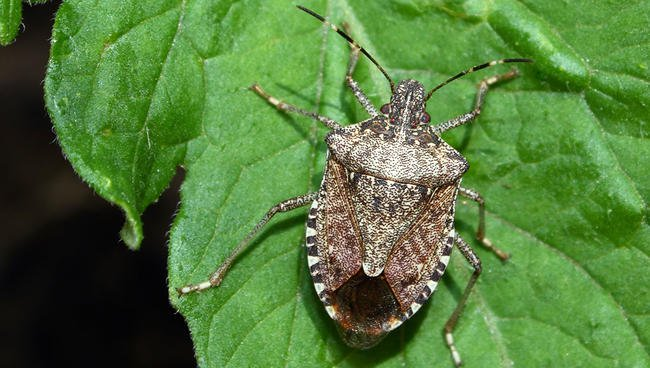 Stink Bugs: A Widespread Orchard Pest – Philadelphia Orchard Project