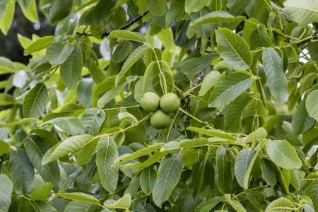 Black Walnut Harvesting & Processing : 11 Steps (with Pictures